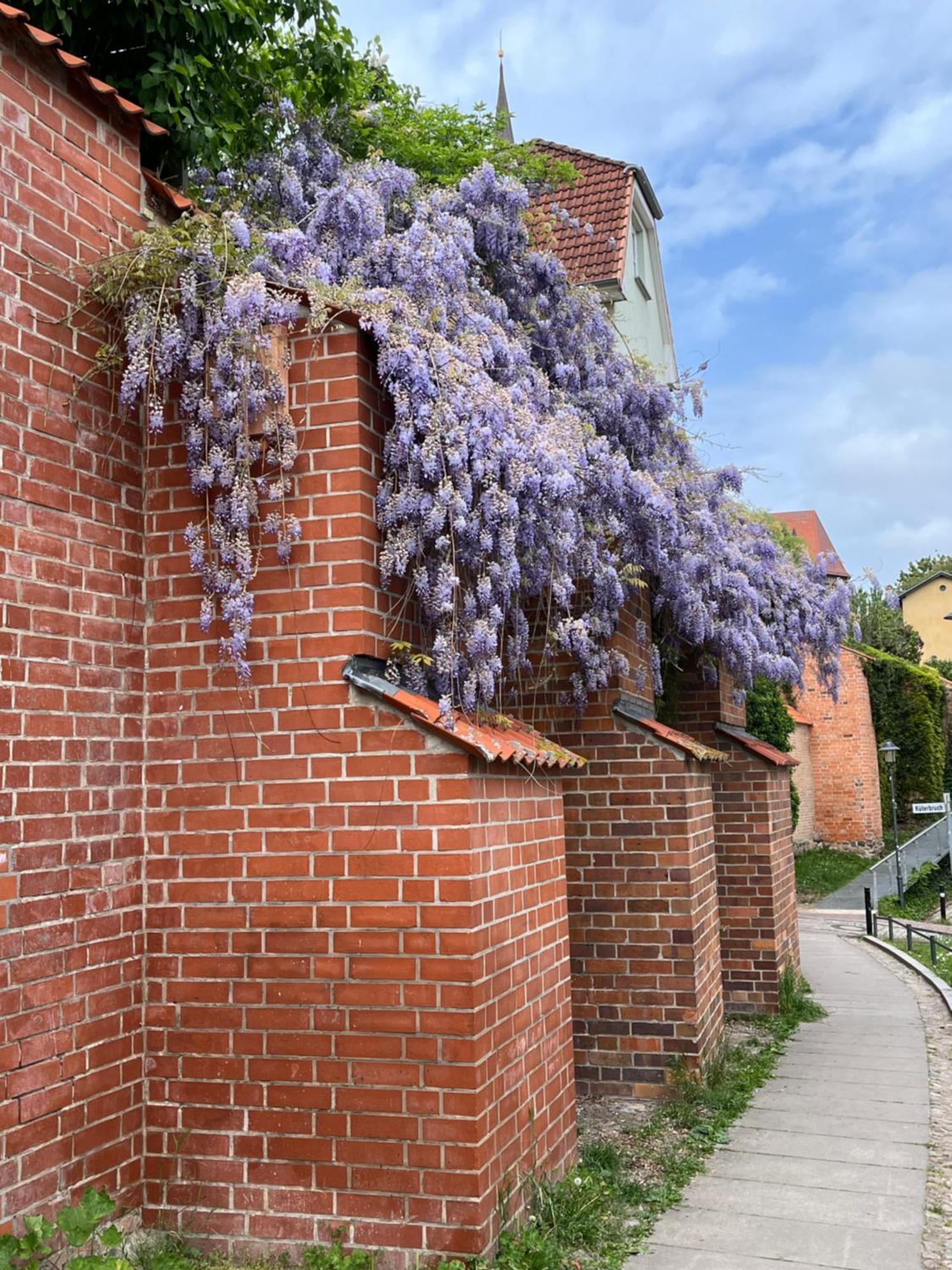 An Der Historischen Stadtmauer Apartment Rostock